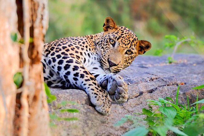 leopard